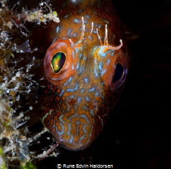Blenny by Rune Edvin Haldorsen 